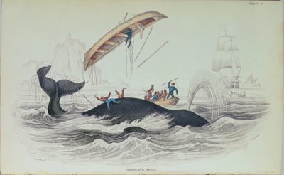 Balena della Groenlandia, illustrazione di libro incisa da William Home Lizars (1788-1859) da James Stewart