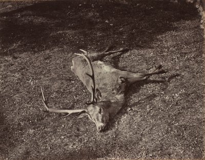 Il cervo reale, c. 1870 da James Valentine