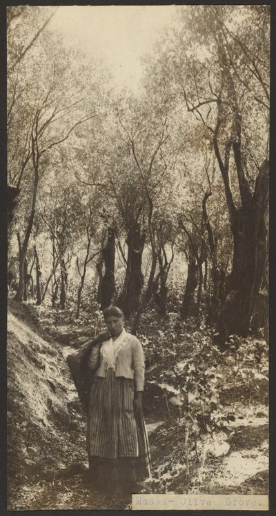 Massa - Olive Grove da James W. Holcombe