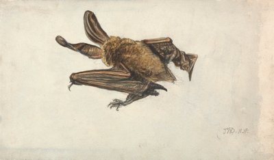 Un pipistrello dalle lunghe orecchie marroni (Plecotus auritus) da James Ward