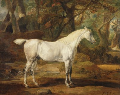Un Cavallo Arabo Grigio, Proprietà di Sir Watkin Williams-Wynn da James Ward