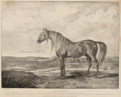 Copenhagen Il cavallo cavalcato dal Duca di Wellington alla Battaglia di Waterloo, allevato dal Generale Grosvenor, c.1824 da James Ward