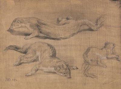 Furetti da James Ward