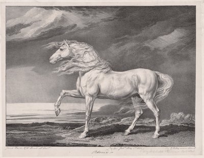 Quattordici cavalli celebri: Adonis, 1824 da James Ward