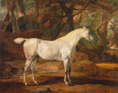 Stallone arabo grigio, proprietà di Sir Watkin Williams-Wynn da James Ward