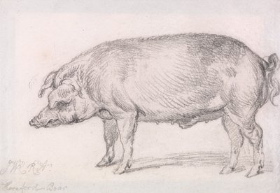 Cinghiale di Hereford da James Ward