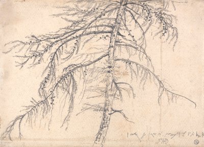 Larice da James Ward
