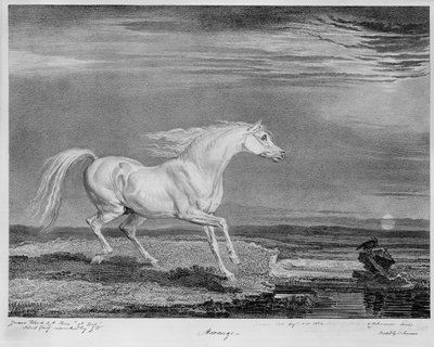 Marengo, il cavallo preferito di Napoleone I, c.1815 da James Ward