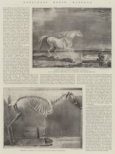 Il Cavallo di Napoleone, Marengo da James Ward