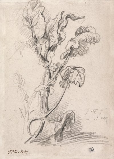 Studio di Piante da James Ward