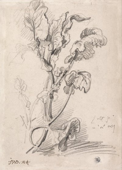 Studio della pianta da James Ward