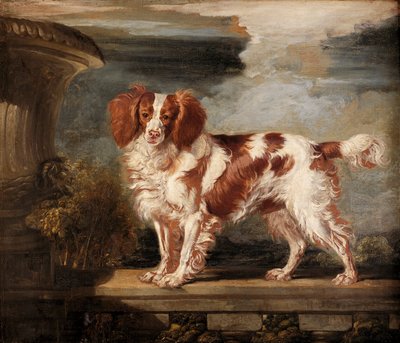 Ritratto di Dash, uno spaniel preferito, proprietà di Lady Frances Vane-Tempest da James Ward