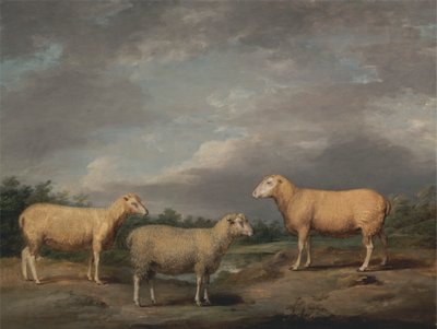 Pecore Ryelands, il montone del re, la pecora del re e il castrato di Lord Somerville da James Ward