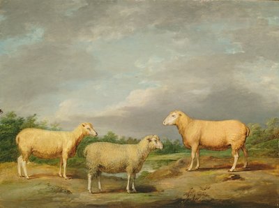 Pecore Ryelands, l