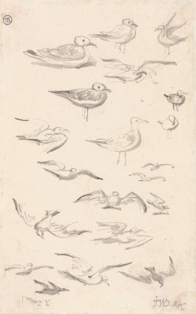 Studi di Gabbiani da James Ward