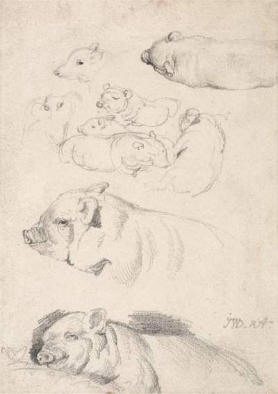 Studi di maiali da James Ward