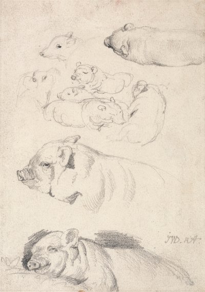 Studi di maiali da James Ward