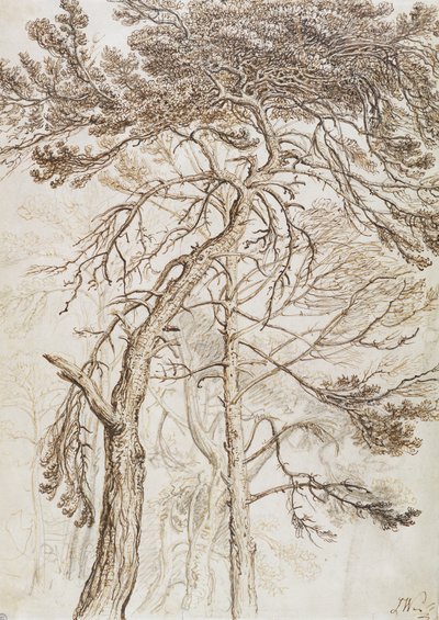 Studio di alberi da James Ward