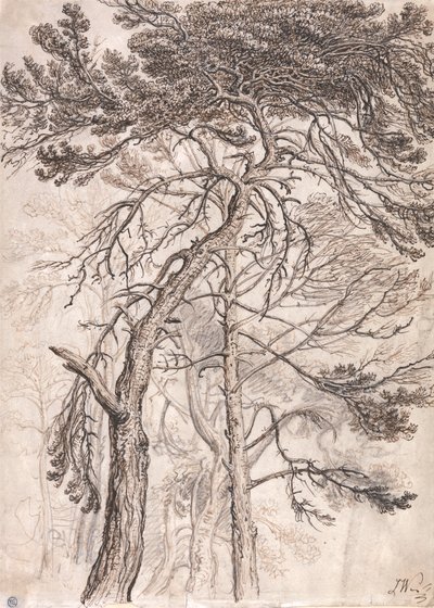 Studio di alberi da James Ward