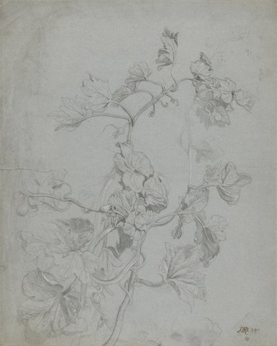 Studio di una pianta rampicante (famiglia delle zucche) da James Ward