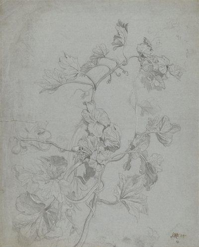 Studio di una pianta rampicante (famiglia delle zucche) da James Ward