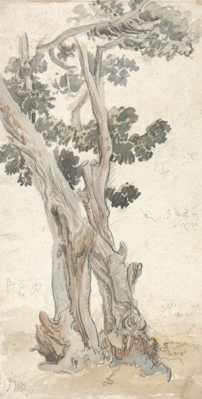 Studio di un albero da James Ward