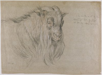 Studio della Testa di un Ariete da James Ward