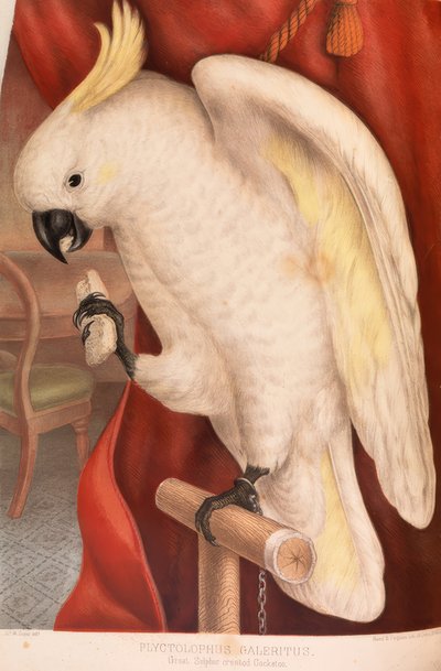 Grande cacatua ciuffogiallo da James Whitley Sayer