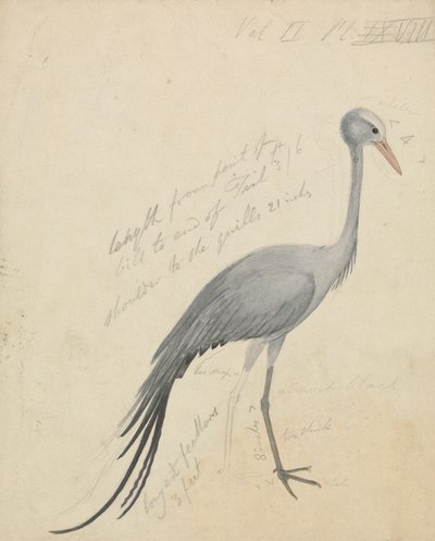 Una Gru da James de Carle Sowerby