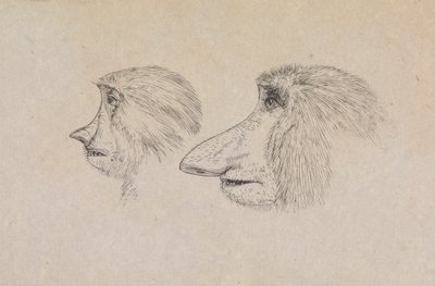Teste di due scimmie nasiche da James de Carle Sowerby