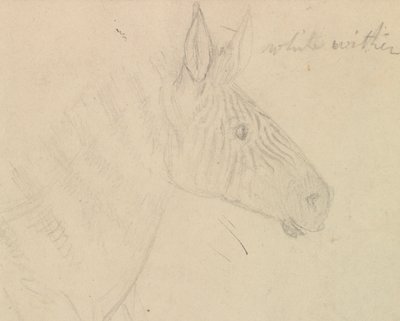 Zebra da James de Carle Sowerby
