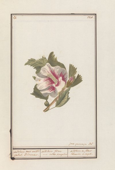 Ibisco (Hibiscus syriacus) da Jan Anton Garemyn