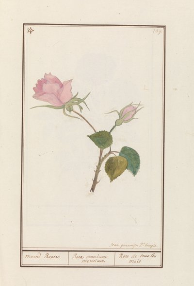Rosa (Rosa)
maend Roose / Rosa omnium mensium / Rose de tous les mois da Jan Anton Garemyn