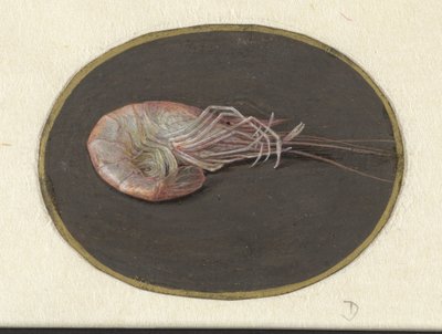 Gambero da Jan Augustin van der Goes