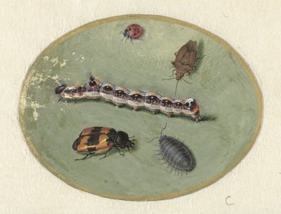 Coccinella, bruco, porcellino di terra e due scarabei da Jan Augustin van der Goes