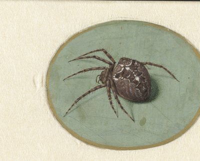 Ragno da Jan Augustin van der Goes