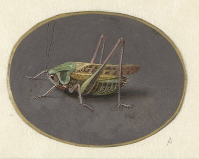 Cavalletta da Jan Augustin van der Goes