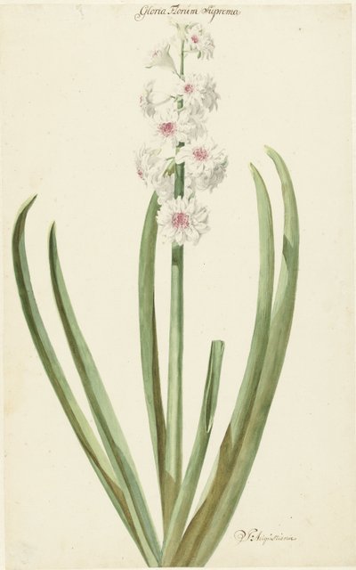 Il giacinto rosa e bianco Gloria Florum Suprema da Jan Augustini