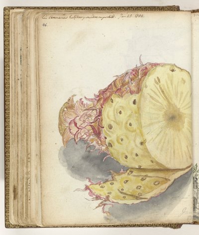 Ananas da Jan Brandes