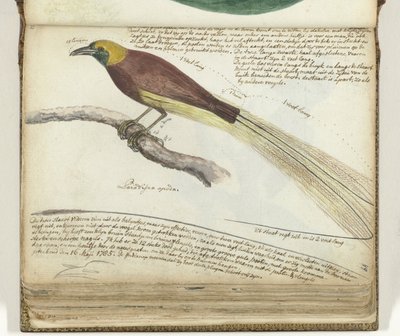 Uccello del Paradiso da Jan Brandes
