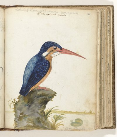 Martin pescatore dalle orecchie blu da Jan Brandes
