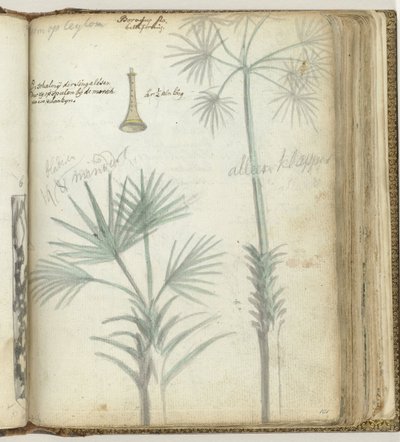 Albero a Ceylon. Singalese con scialle da Jan Brandes