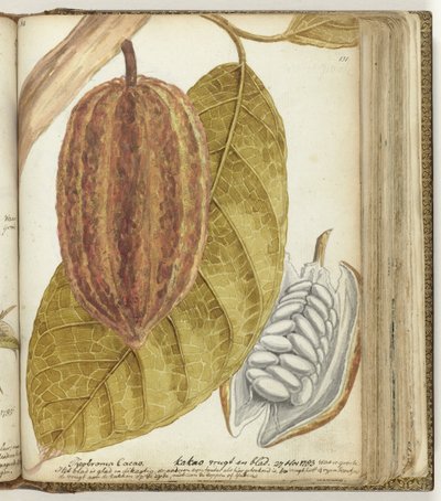 Cacao da Jan Brandes