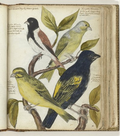 Uccelli del Capo da Jan Brandes
