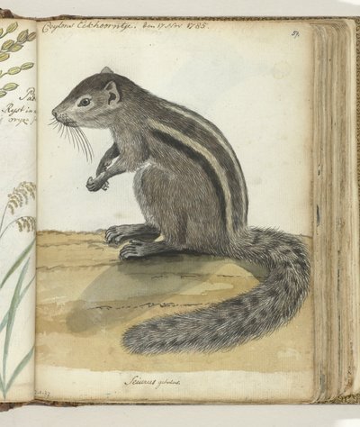 Scoiattolo di Ceylon da Jan Brandes