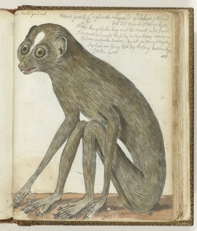 Bradipo di Ceylon da Jan Brandes