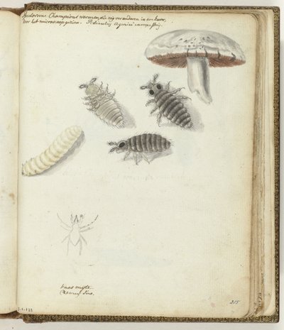 Vermi dei funghi da Jan Brandes