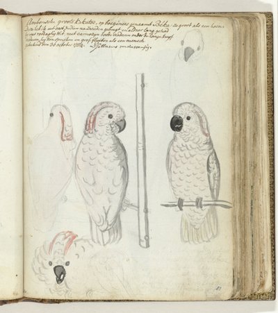 Cacatua di Ambon da Jan Brandes