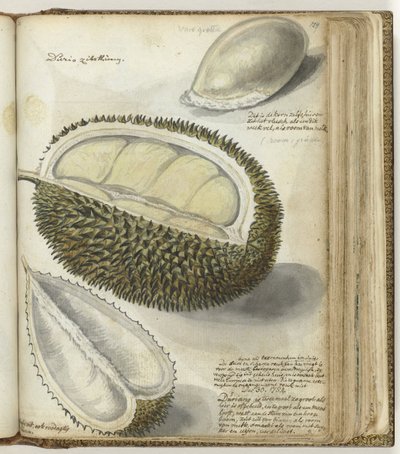 Durian da Jan Brandes
