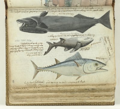 Un tonno, uno squalo e una remora da Jan Brandes